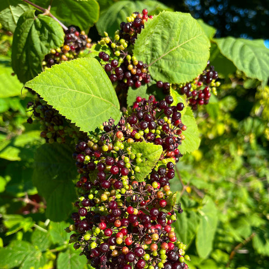 Aralie à grappes (semences)