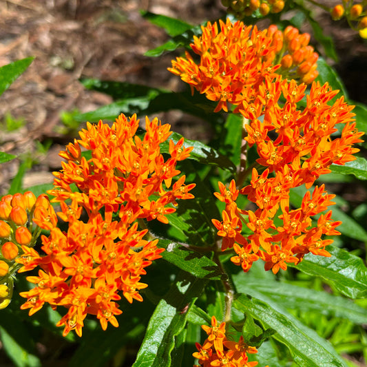 Asclépiade tubéreuse (semences)