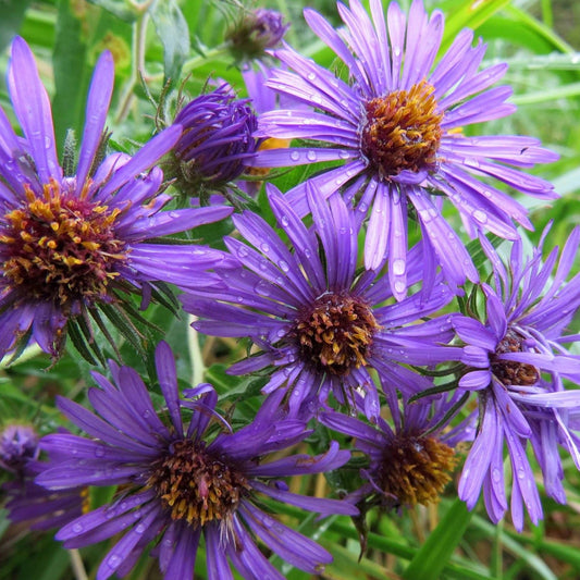 Aster de Nouvelle-Angleterre (semences)