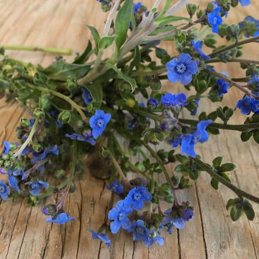 Myosotis Blue Chinese (semences bio)