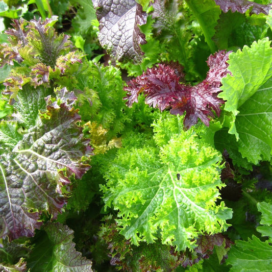 Mélange Moutarde Piquante (semences bio)
