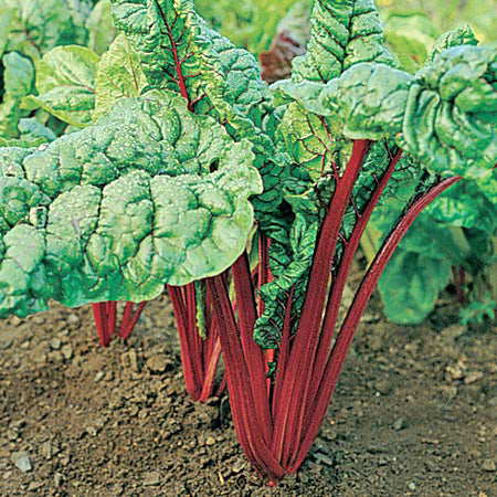 Bette-à-carde au feuillage vert et tiges rouges, variété Rhubarb red