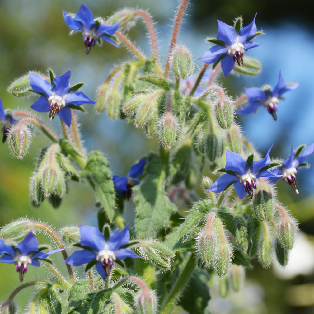 Plant de bourrache en fleurs (petites et bleues).