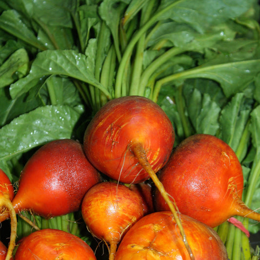 Betteraves oranges au feuillage et tiges vertes.