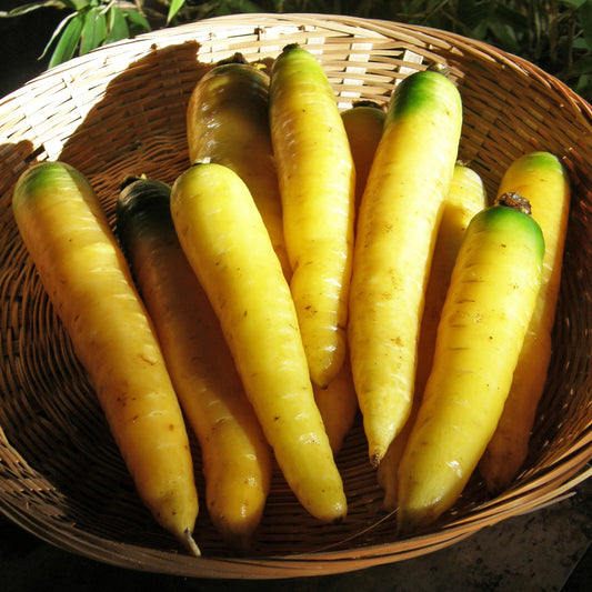 Carottes jaunes.