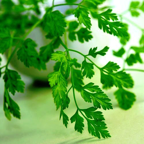 Feuilles de cerfeuil.
