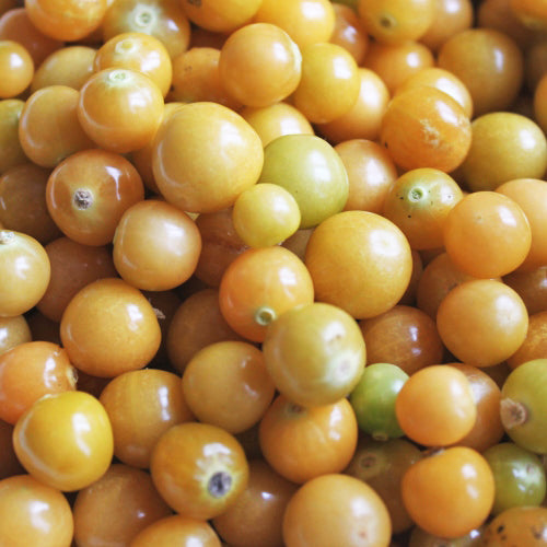 Fruits de cerise de terre sans leurs feuilles.