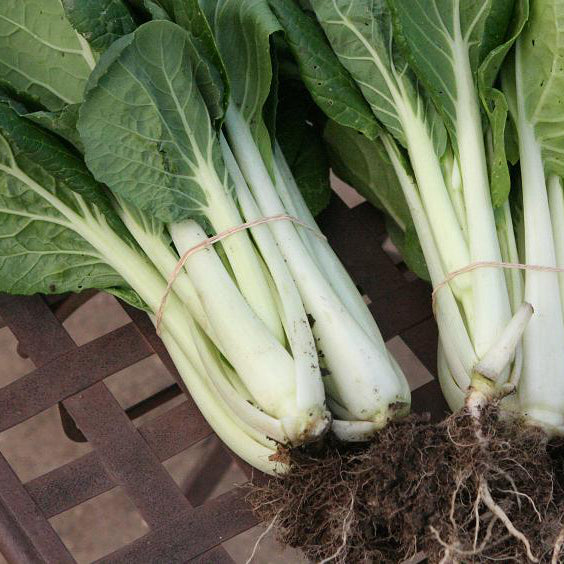 Chou chinois vert et blanc ressemblant à un bok choy.