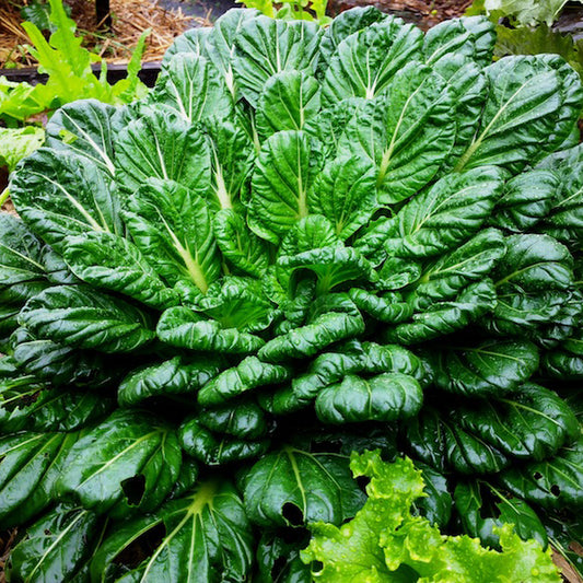 Chou chinois vert et blanc ressemblant à un bok choy frisé et plus gros.