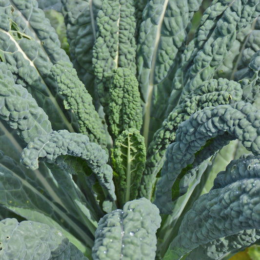 Chou aux longues feuilles (kale) frisé