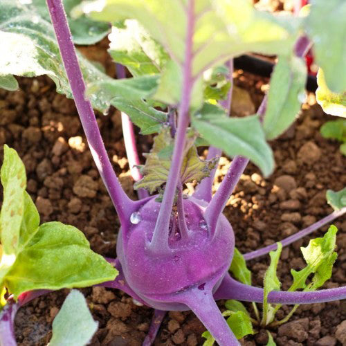 Chou-rave Violet hâtif de Vienne (semences bio)