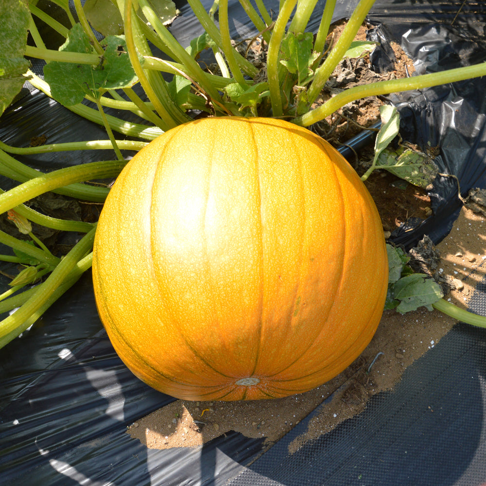 Grosse citrouille sur son plant dans un champ sur un paillis noir
