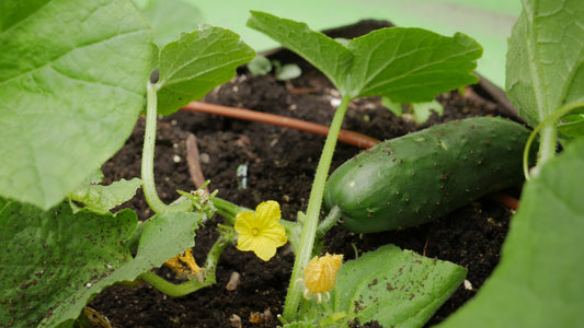 Concombre sur son plant en fleurs