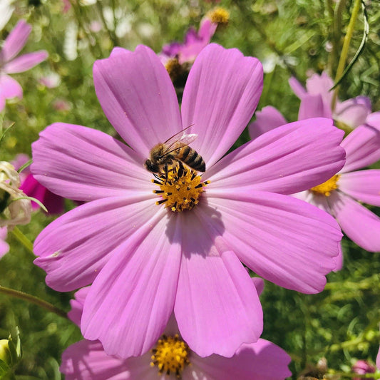 Cosmos (semences)