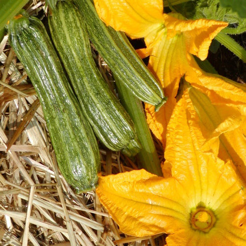 Courgette Costata Romanesco (semences bio)