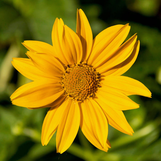 Héliopsis faux-hélianthe (semences)