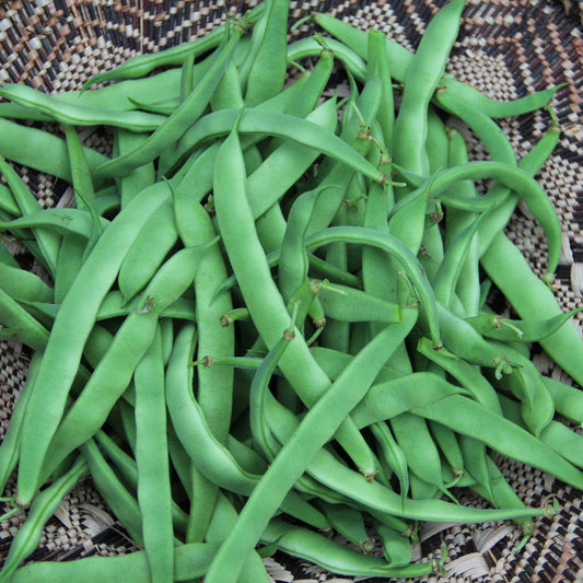 Haricot grimpant Northeaster (semences bio)