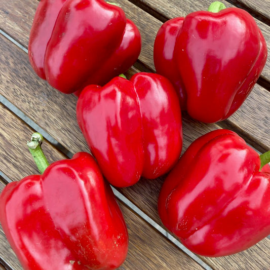 Poivron Doux Feu Rouge (semences bio)
