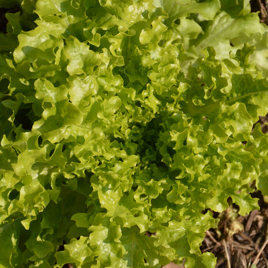 Laitue Feuille de chêne verte (4 plants)