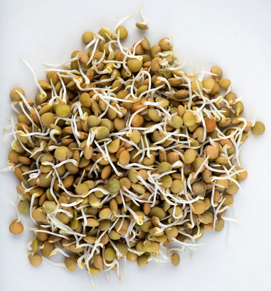 Lentilles vertes 250g (Canada)