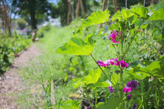 Fleurs de mauve