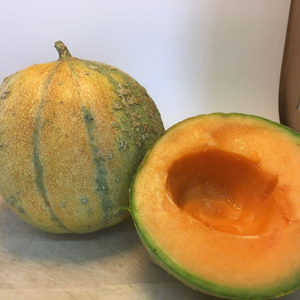 Melon Petit Gris de Renne (semences bio)