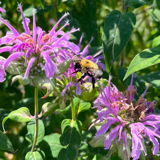 Monarde fistuleuse (semences)