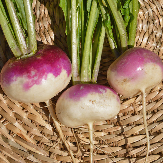 Navet blanc à collet violet (semences bio)