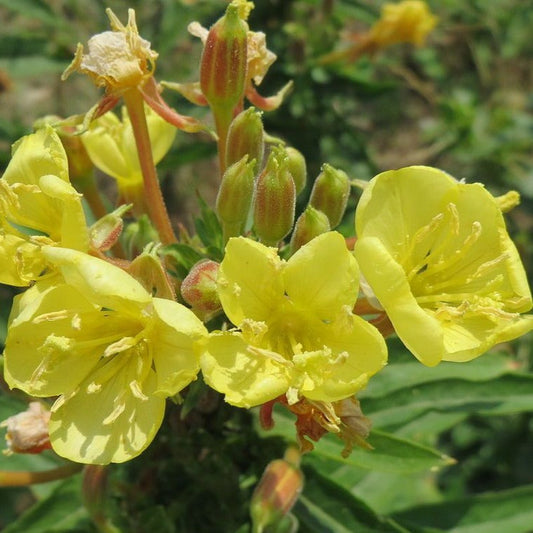 Onagre bisannuelle (semences)