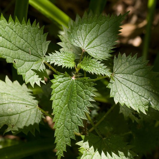 Ortie (semences)