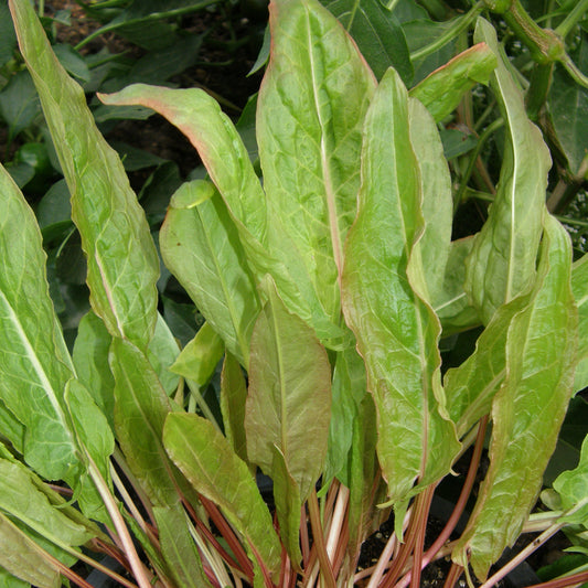 Oseille de jardin (semences bio)