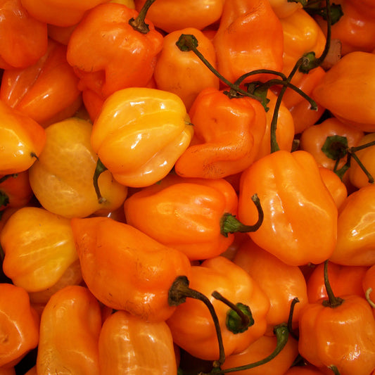 Piment habanero orange (semences bio)