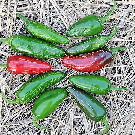 Piment jalapeño Tam (semences bio)