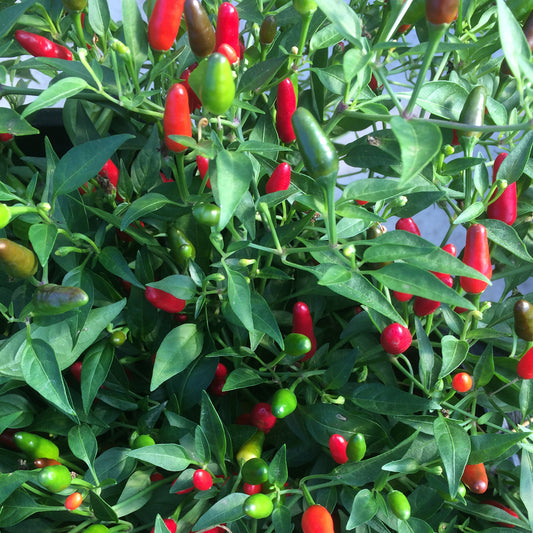 Piment Thaï hot (semences bio)