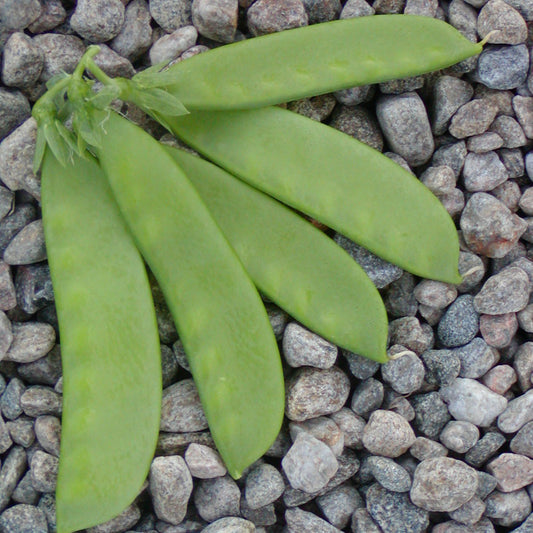 Pois Oregon Sugar Pod (semences bio)