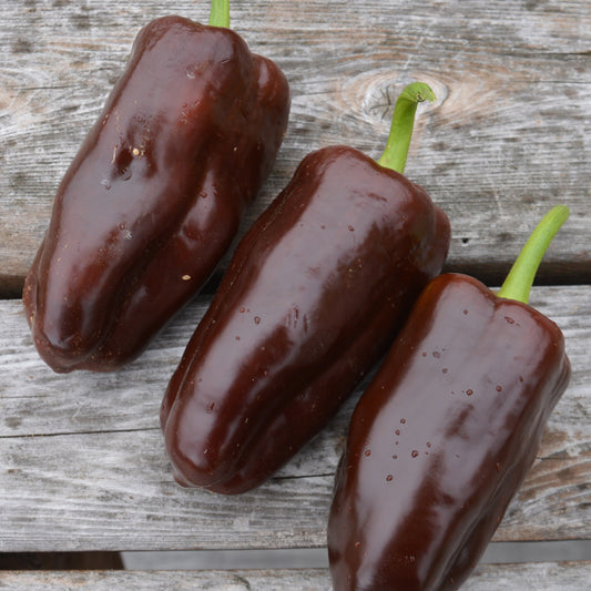 Poivron Chocolat (semences bio)