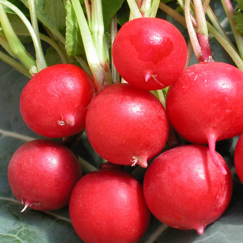 Radis Cherry Belle (semences bio)