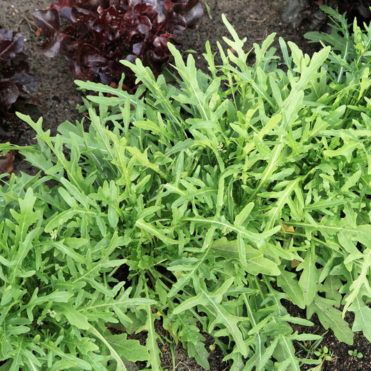 Roquette sauvage (semences)