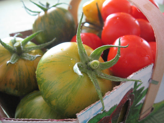 Tomate Ancestrale Jaune et Verte (plant)