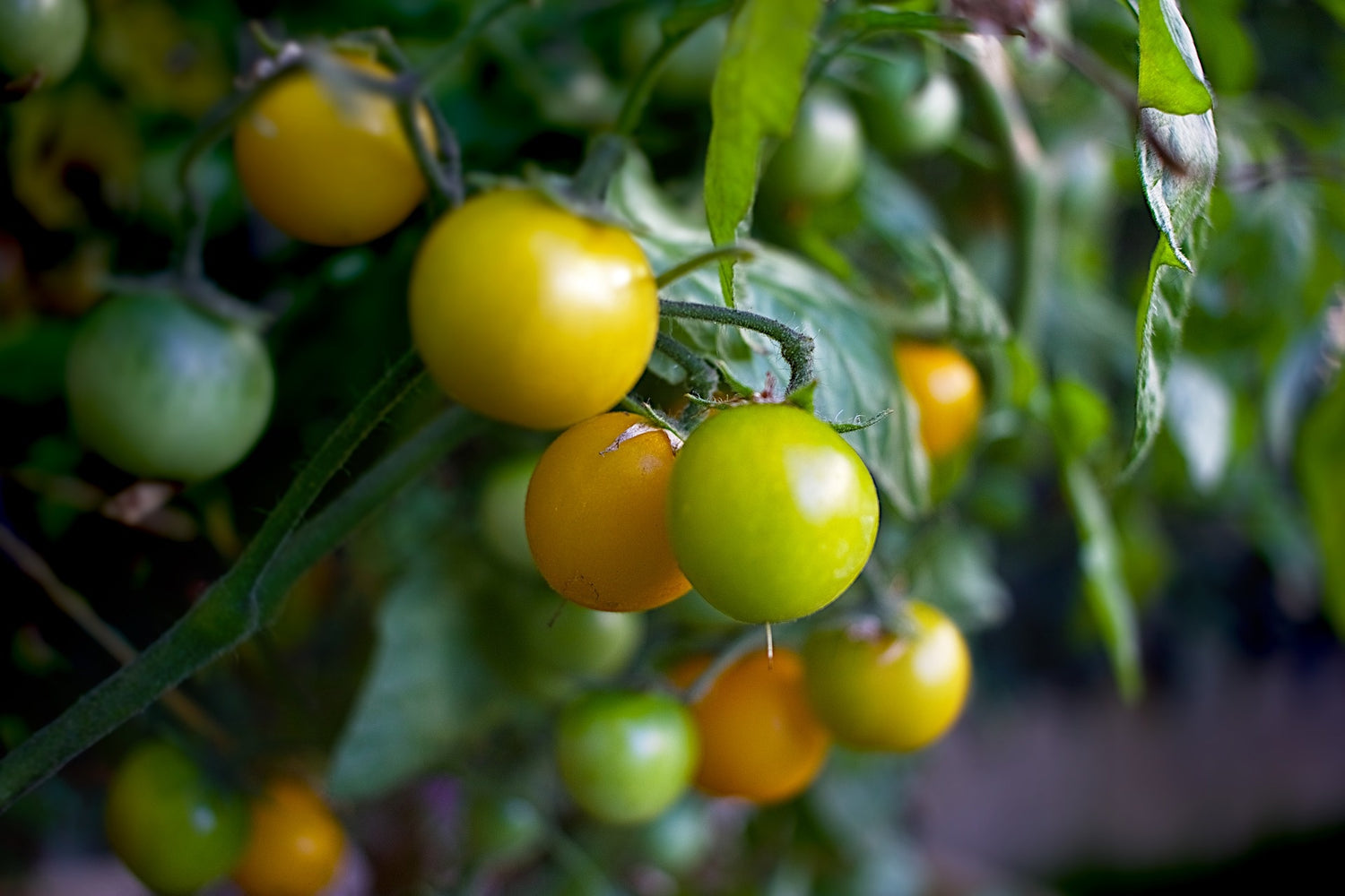 Tomate Cerise Jaune (plant)