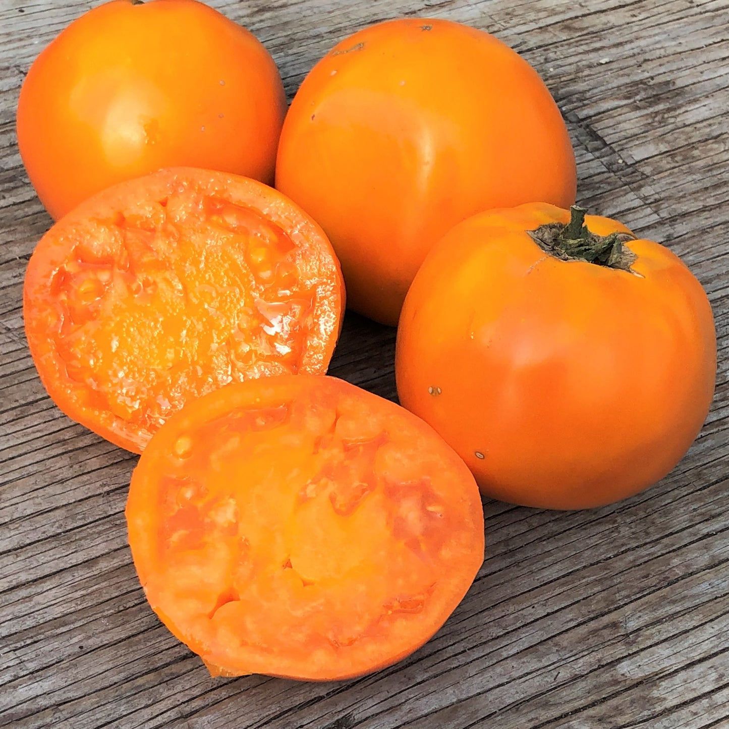 Tomate standard Golden Delight (semences bio)