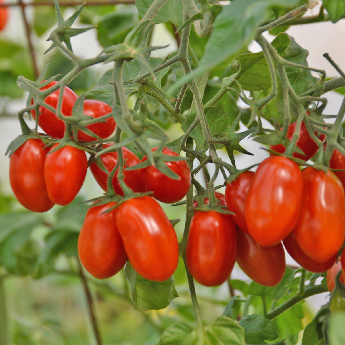 Tomate raisin Red Pearl (semences bio)