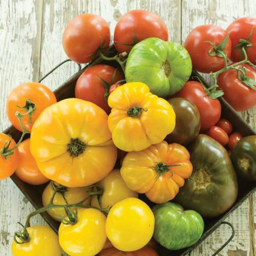 Tomates en mélange gros fruits (semences bio)