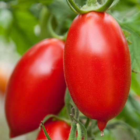 Tomate italienne Amish (semences bio)