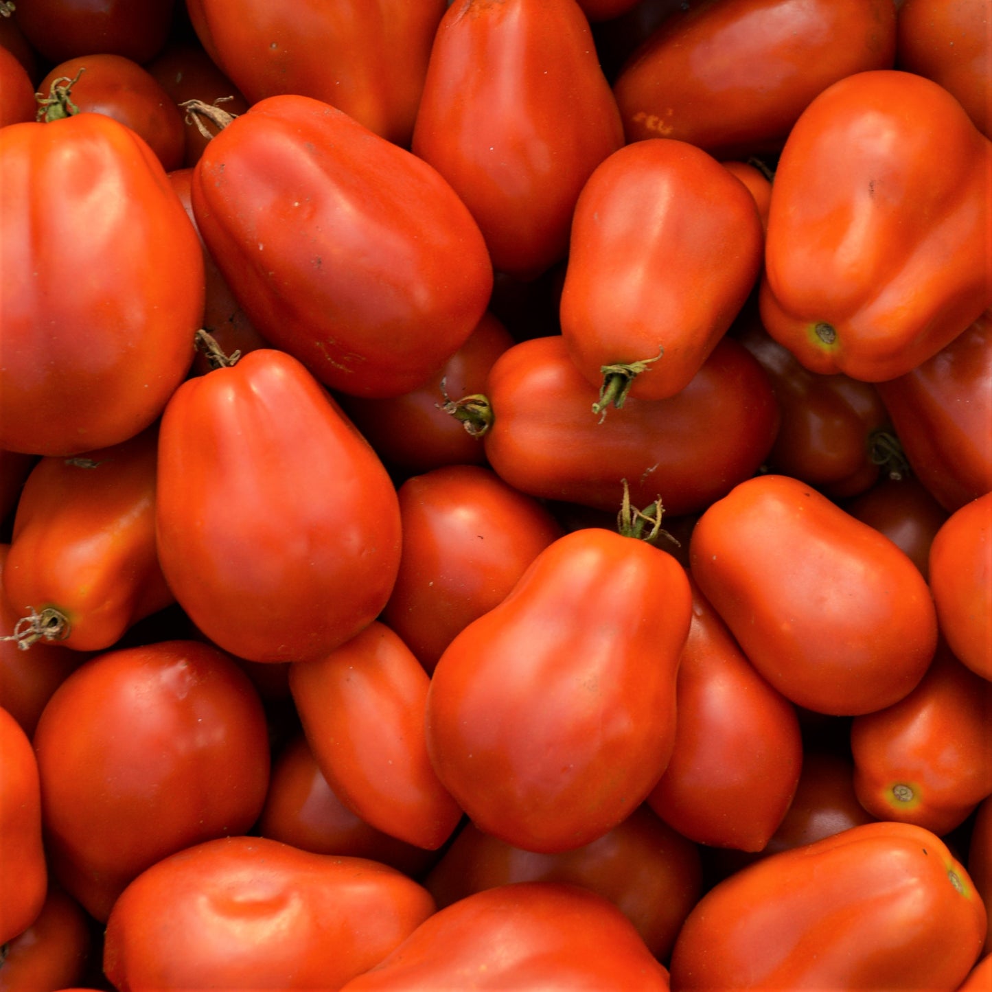Tomate italienne Roma (semences bio)
