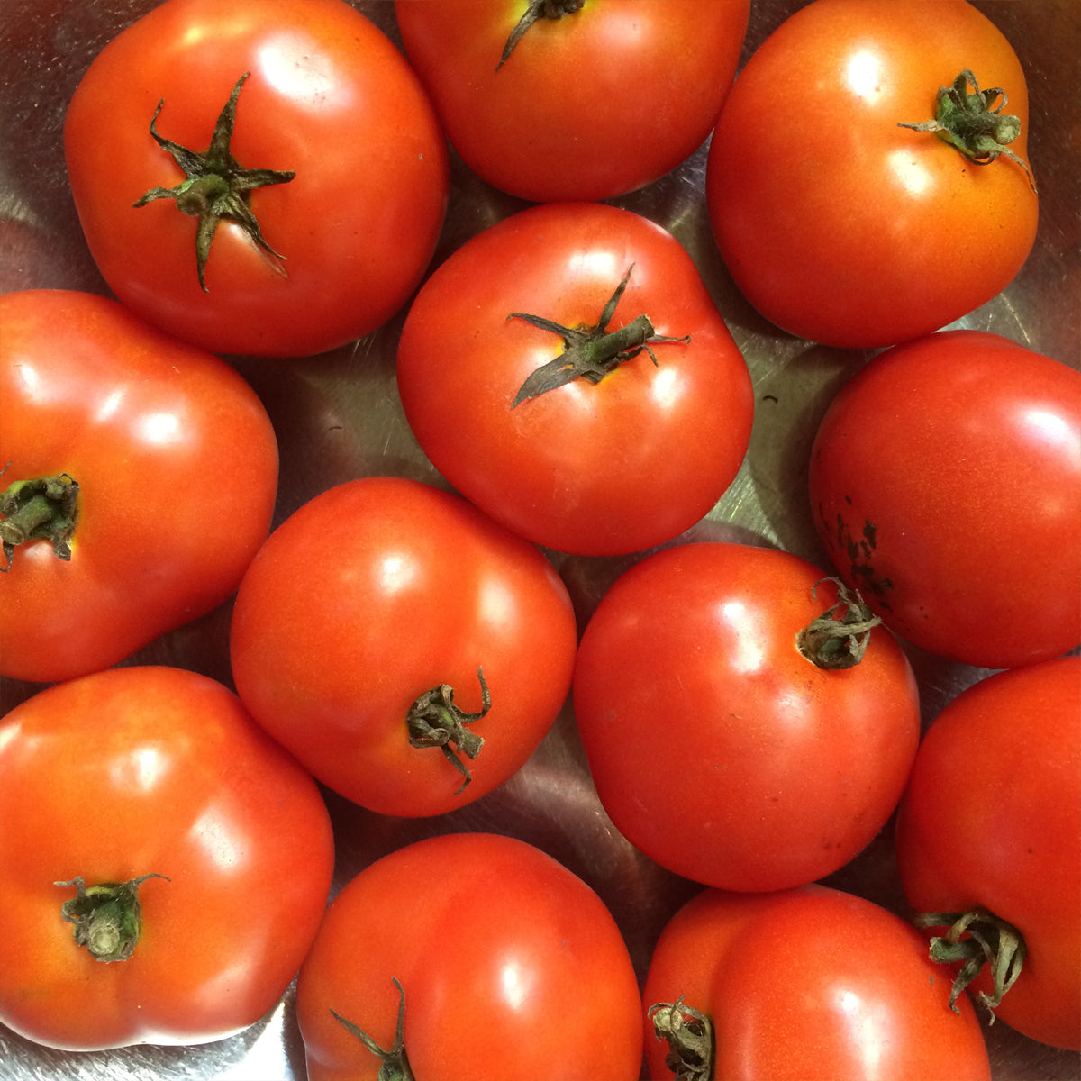 Tomate standard Czech’s Bush (semences bio)