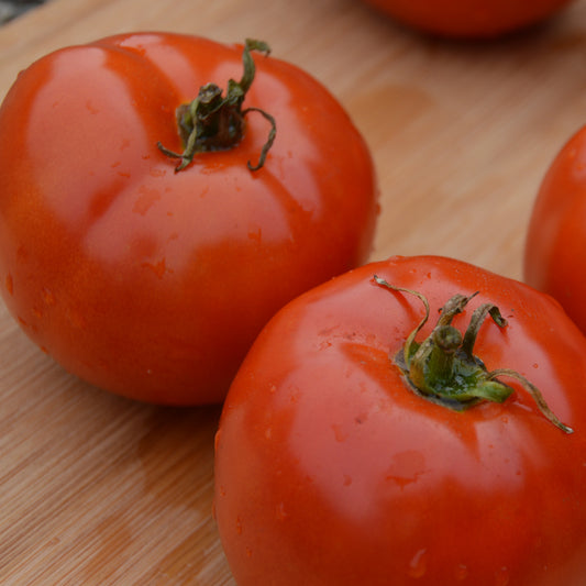 Tomate standard Manitoba (semences bio)