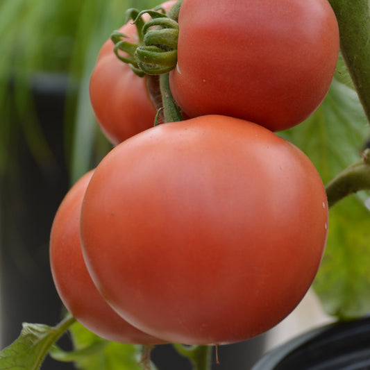 Tomate standard Rose Aimée (semences bio)