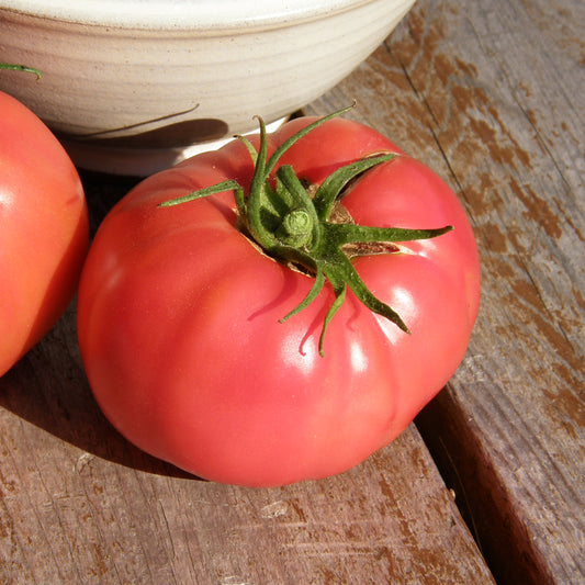 Tomate standard Savignac (semences bio)