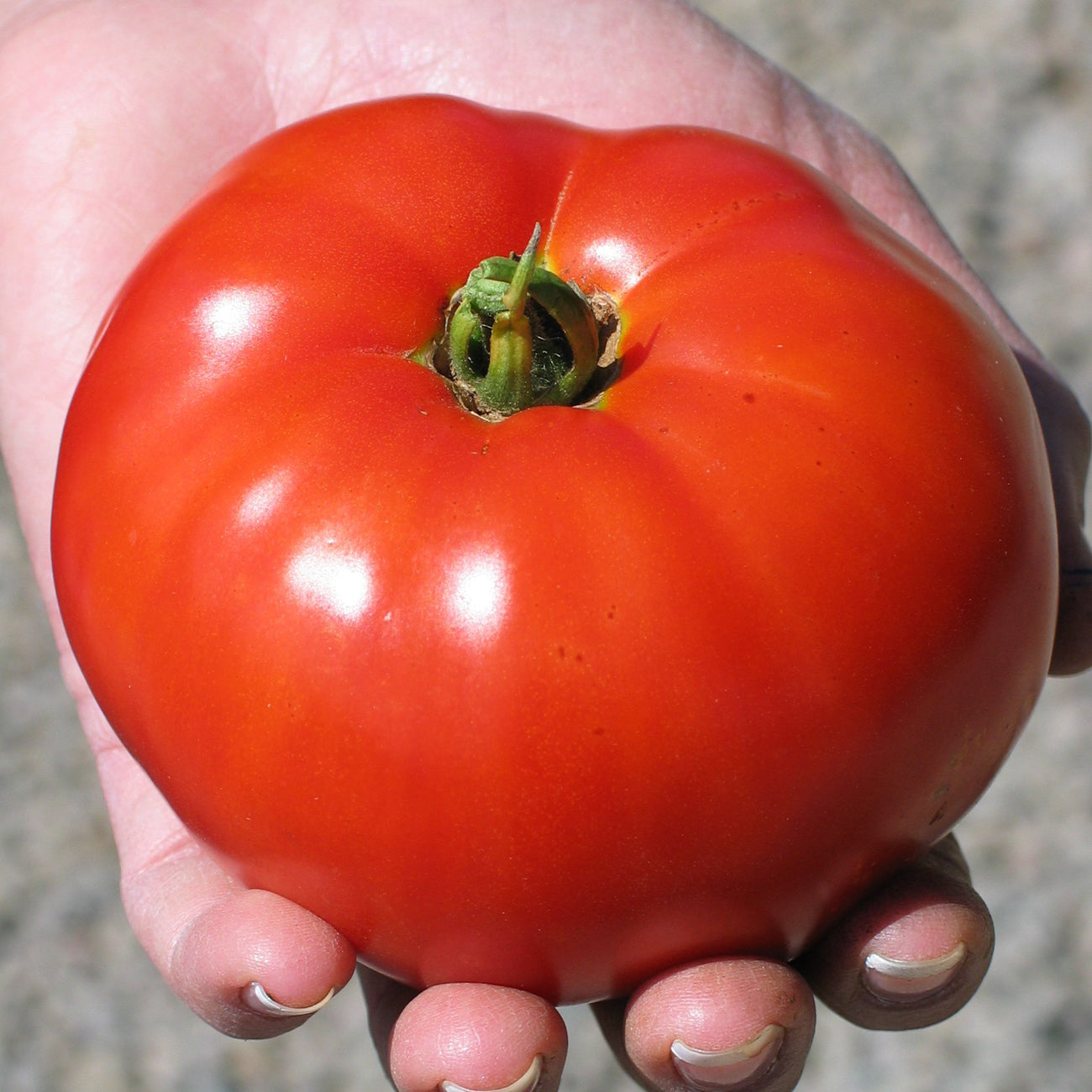 Tomate Siletz (semences bio)
